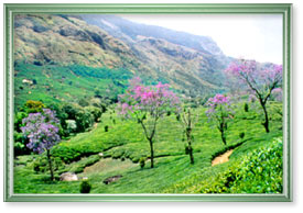 Munnar in Kerala