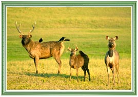 Sambar Deer Periyar